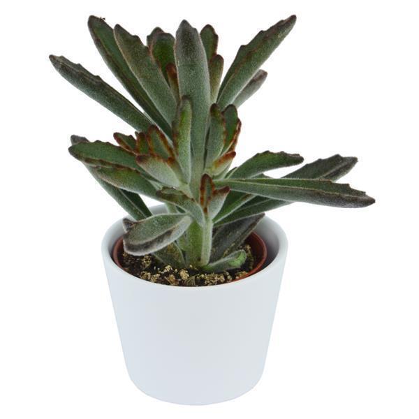 pasiora-kalanchoe-tomentosa-rubra-sukkulente-6cm-topf image 1