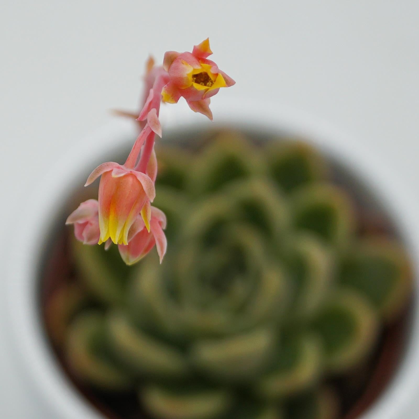 pasiora-echeveria-mandolan-sukkulente-6cm-topf image 2