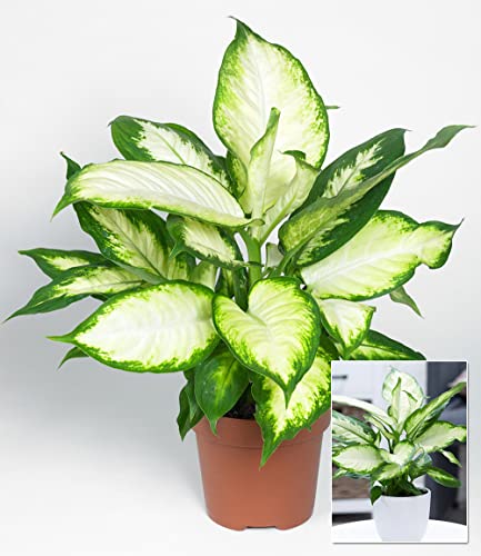 baldur-garten-dieffenbachie-camilla-pflanze-im-12-cm-topf image 6