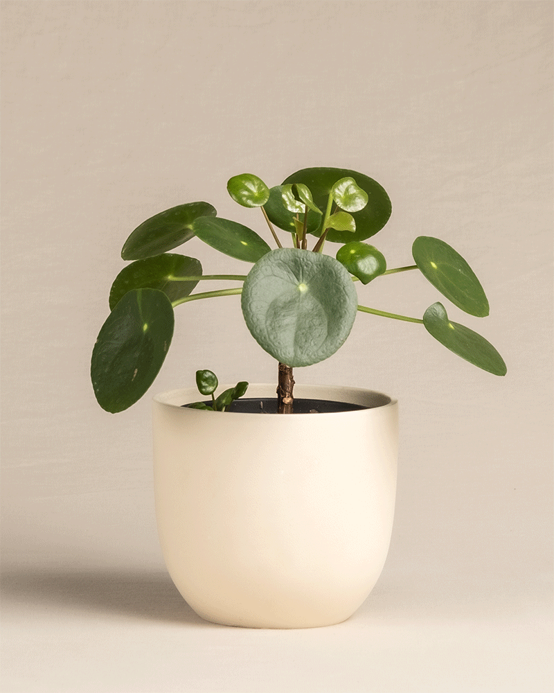 feey-ufopflanze-b-umchen-pilea-peperomioides-pancake-plant-klein image 6