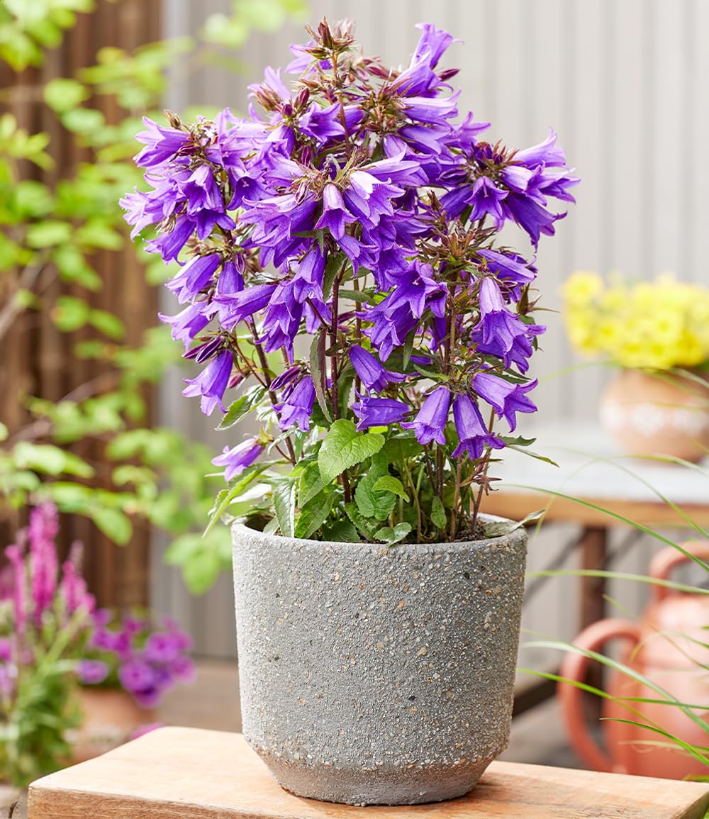 baldur-garten-campanula-rebelle-staude-knolle-gr-e-i image 3