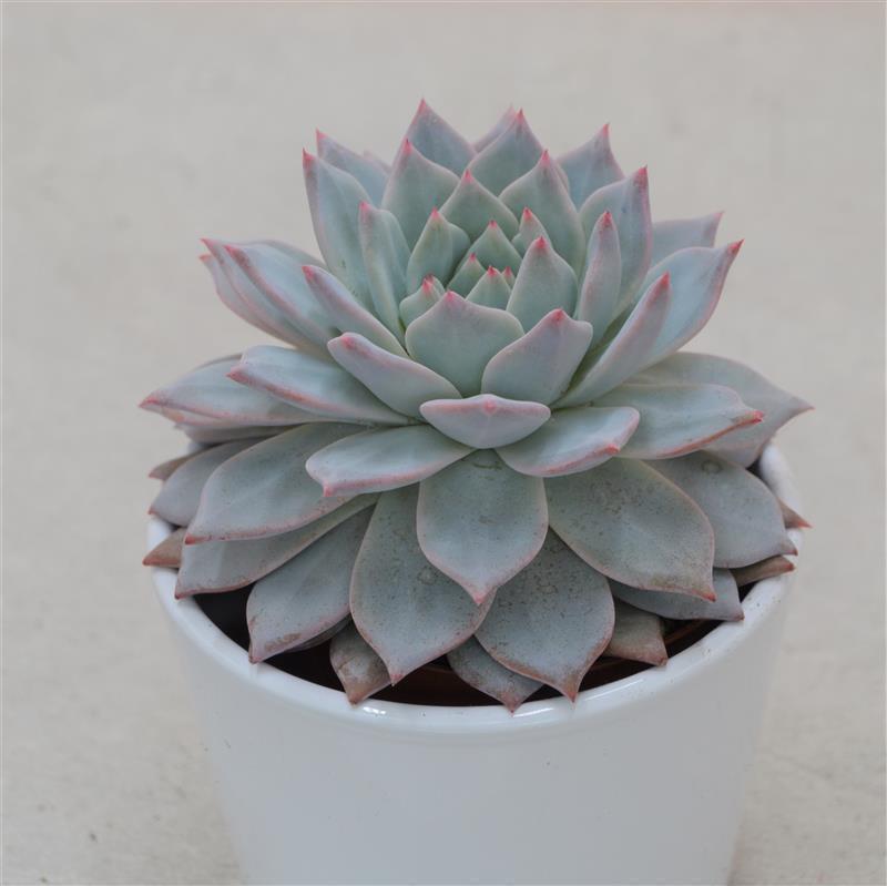 pasiora-echeveria-blue-bird-sukkulente-8-5-cm-topf image 1