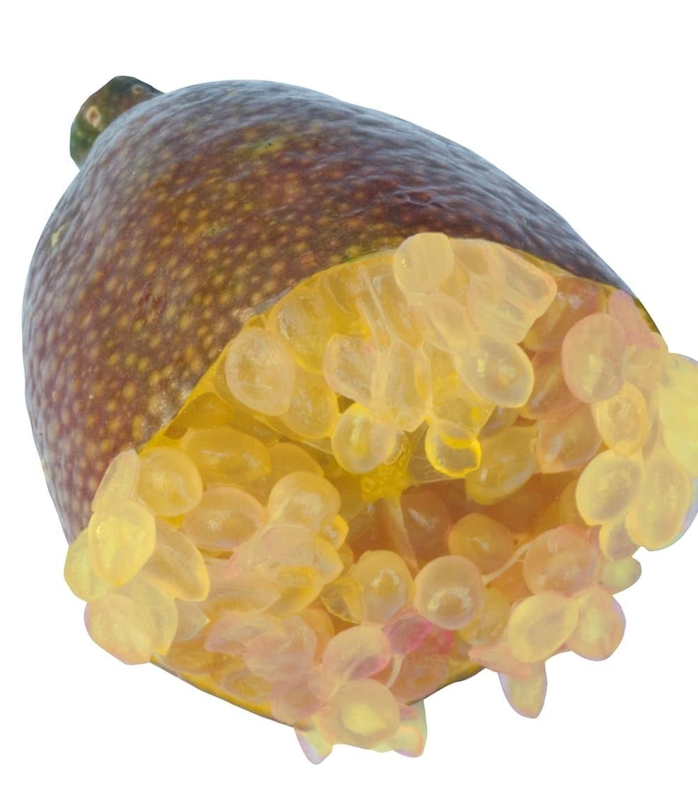 baldur-garten-kaviar-limette-exotische-zitruspflanze-im-12-cm-topf image 3