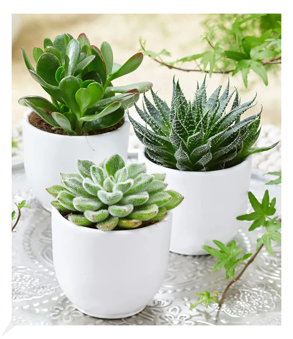 baldur-garten-3er-sukkulenten-mix-im-6-cm-topf image 1