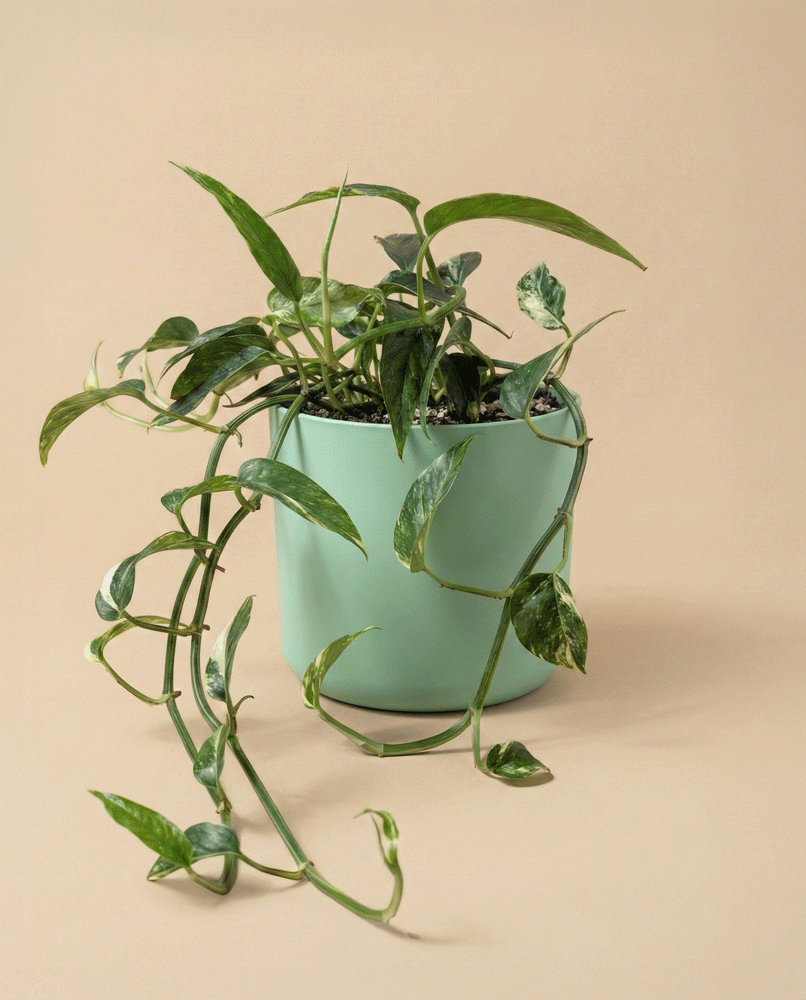 feey-epipremnum-pinnatum-variegata-panaschierte-h-ngepflanze image 7