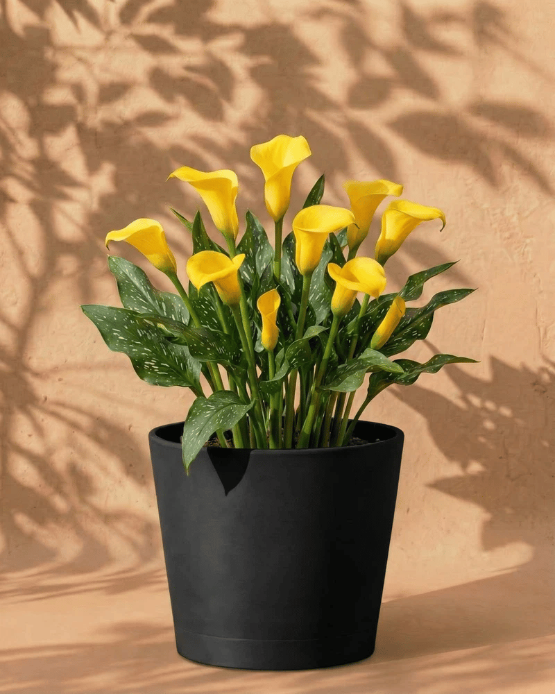 feey-calla-gelb-rhizome-knollenpflanze image 6