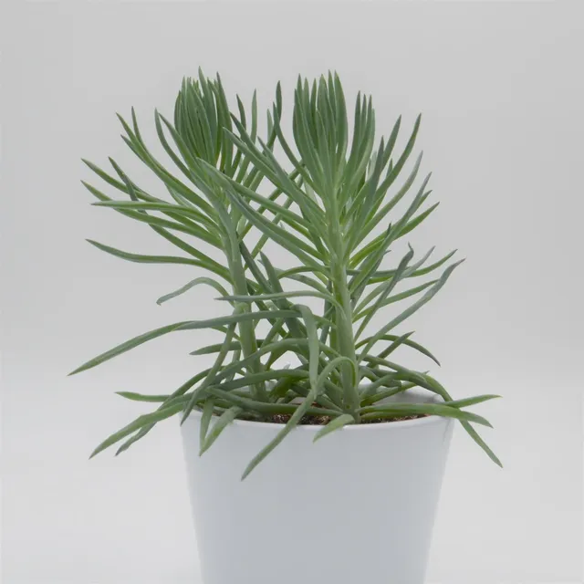 pasiora-senecio-ficoides-sukkulente-10-5cm-topf image 1