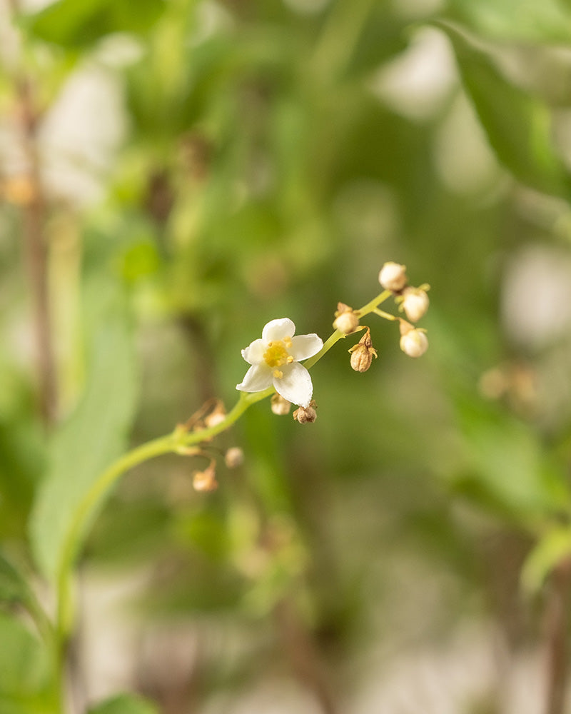 feey-deutzia-gracilis-zierliche-deutzie-au-enpflanze image 7