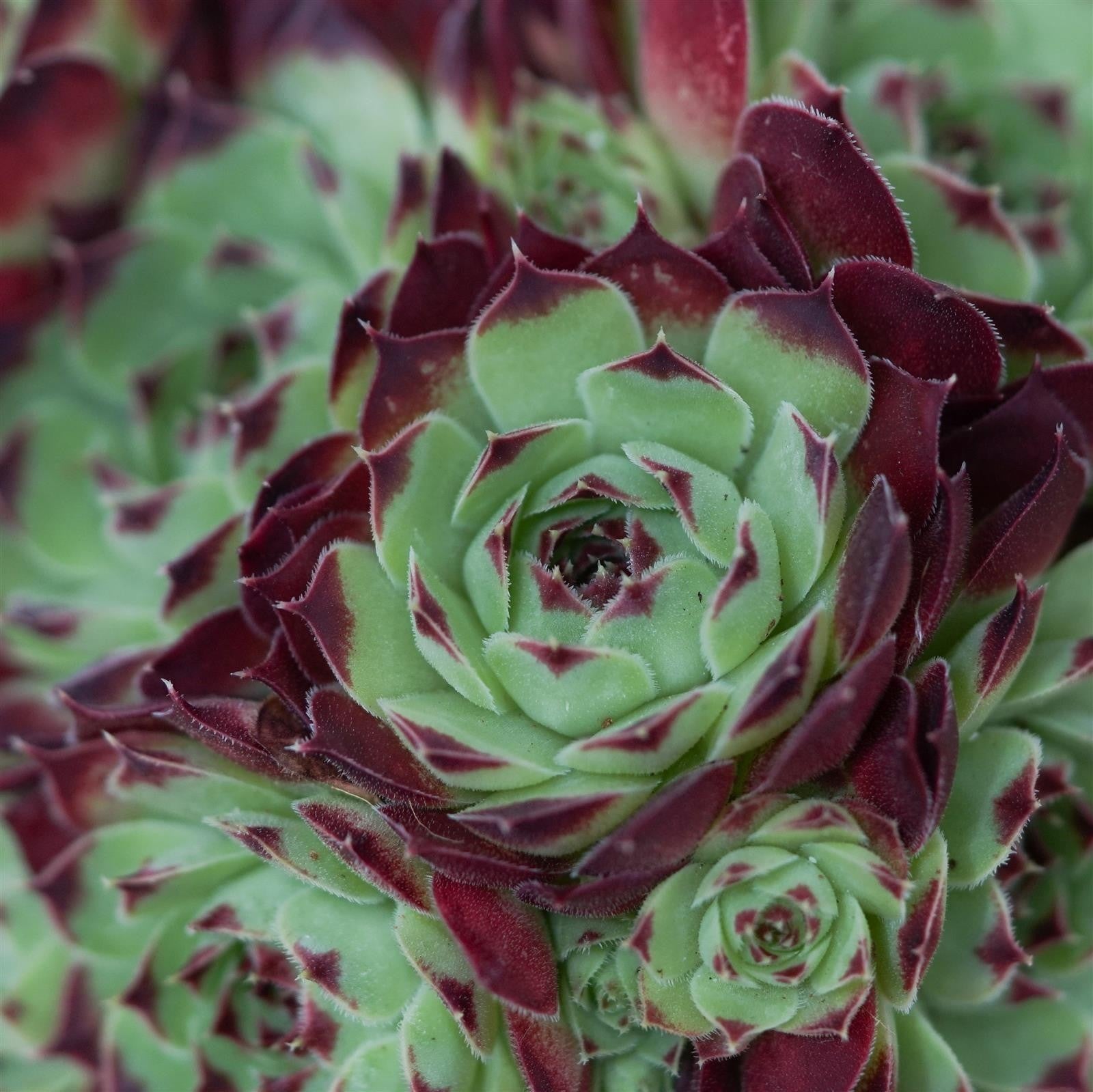 pasiora-sempervivum-mix-3-st-ck-sukkulenten-set-10-5-cm-t-pfe image 2