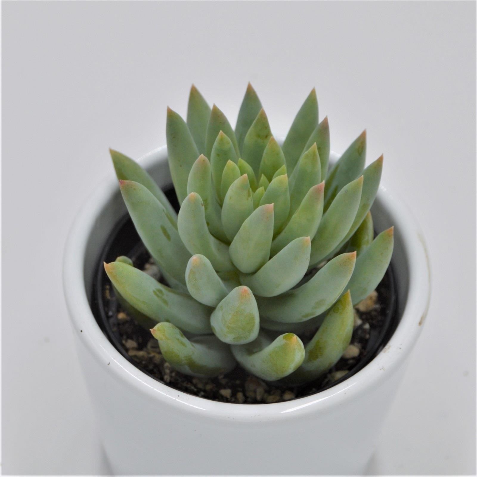 pasiora-sedum-morganianum-sukkulente-im-6cm-topf image 1