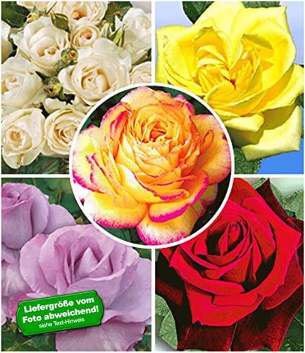 baldur-garten-kollektion-parfum-rosen-5-winterharte-duftrosen-delbard image 8