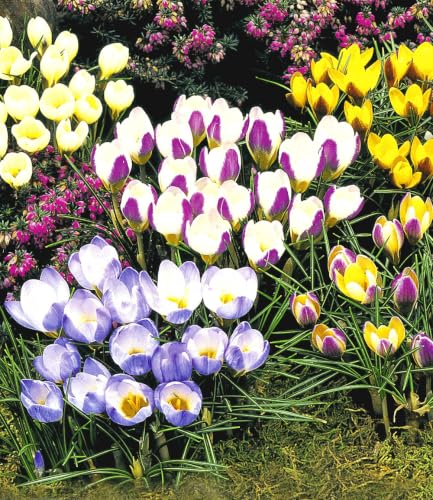 baldur-garten-wildkrokus-kollektion-60er-blumenzwiebeln-5-cm-5-sorten image 4