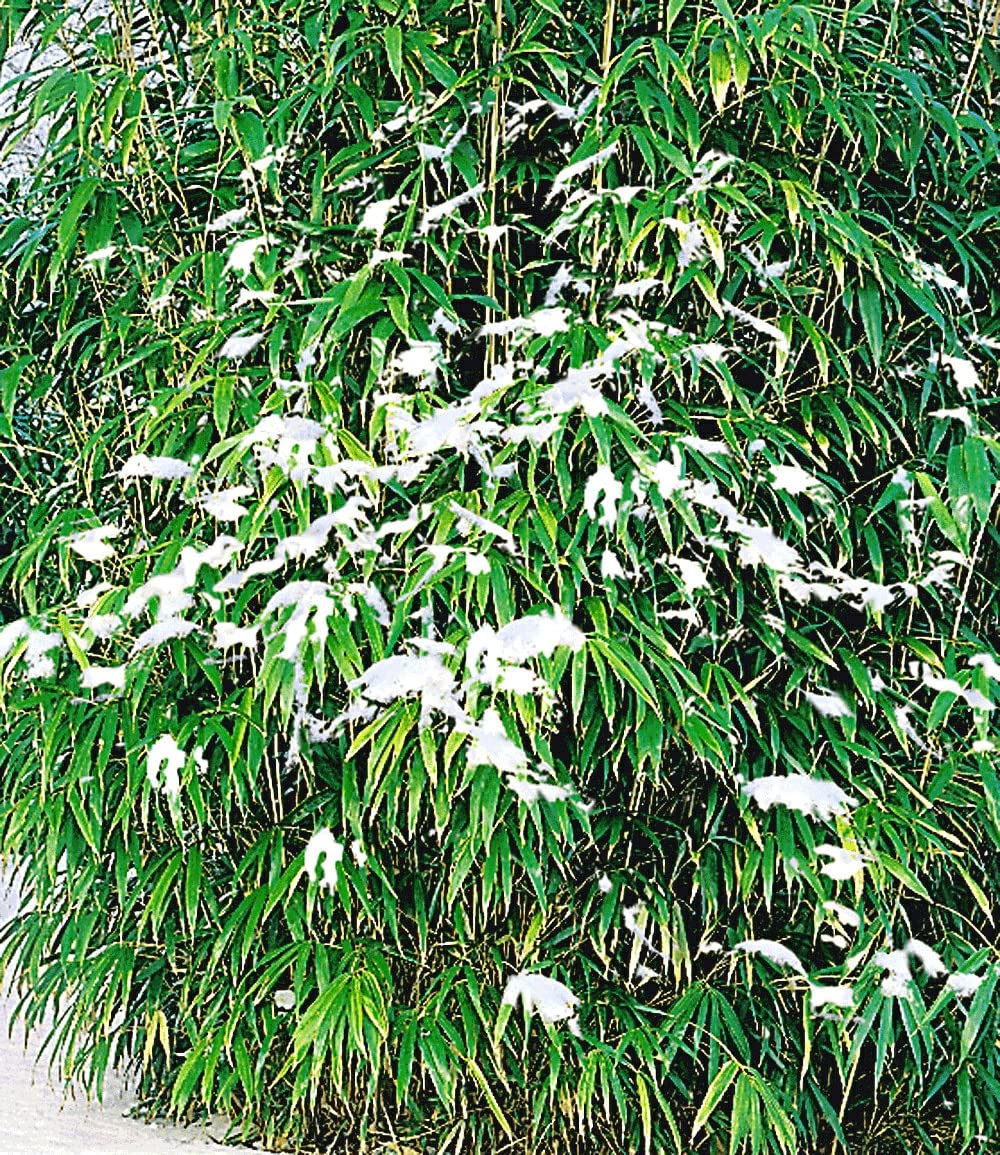 baldur-garten-winterharte-bambus-hecke-fargesia-murielae-simba-10er-set-9x9-cm-t image 3
