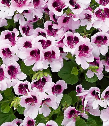 baldur-garten-3x-duft-geranie-mosquitaway-lizzy-im-10-5-cm-topf image 6