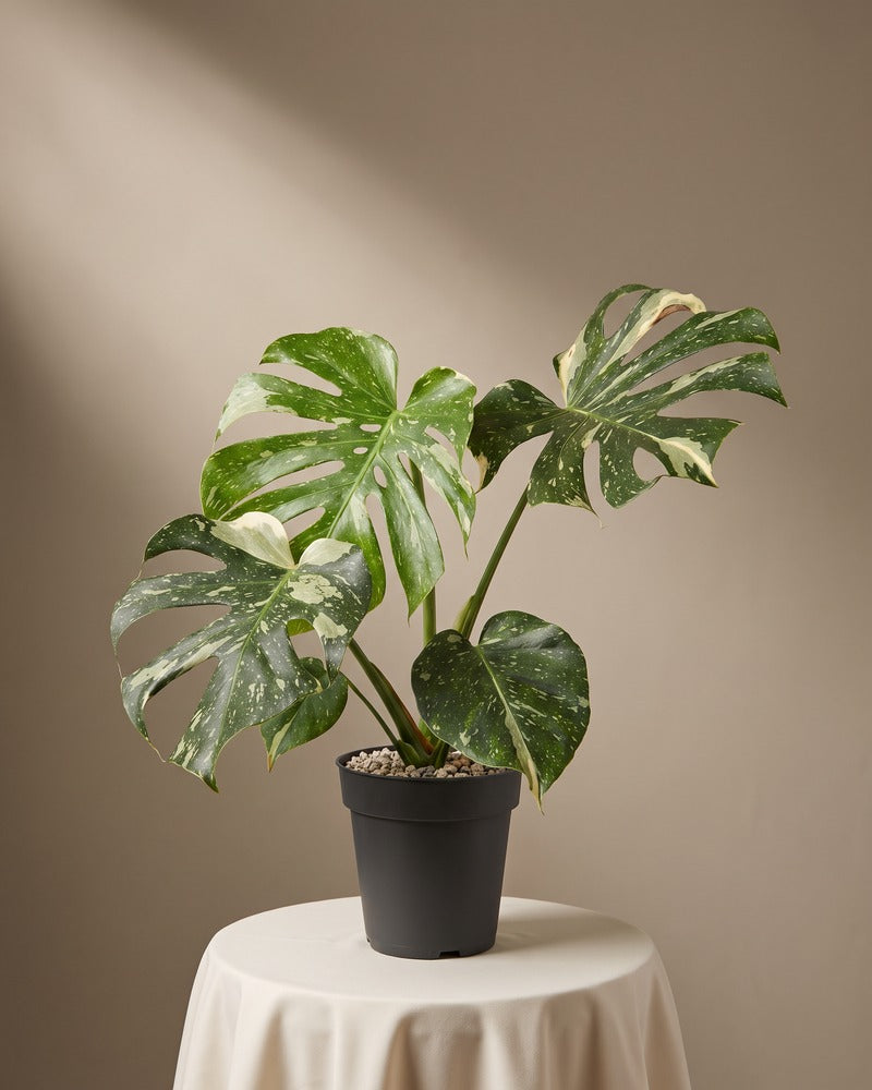 feey-monstera-thai-constellation-panaschiertes-fensterblatt image 3