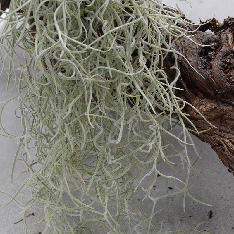 pasiora-tillandsia-usneoides-xtra-large-louisiana-moos image 2