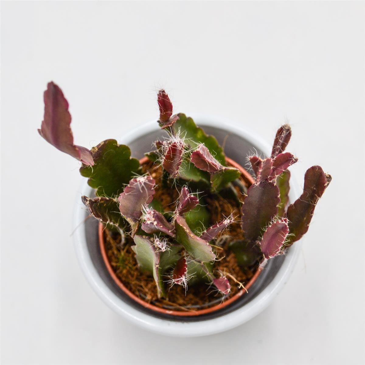pasiora-rhipsalis-agudoensis-korallenkaktus-5-5cm-topf image 1