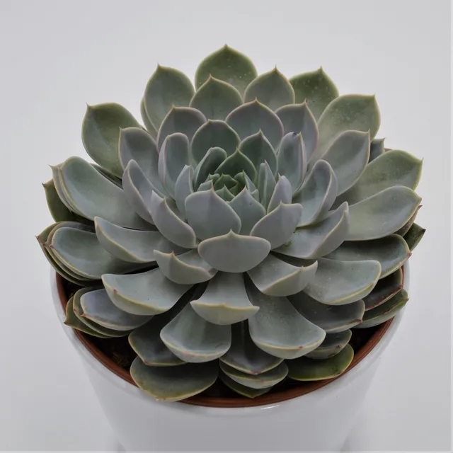 pasiora-echeveria-grande-cinza-sukkulente-im-15cm-topf image 1