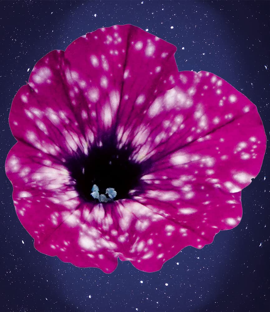 baldur-garten-h-nge-petunie-purpurrote-royalsky-3-pflanzen-im-10-5cm-topf image 3
