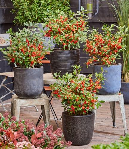 baldur-garten-ilex-jingle-bells-2-liter-topf-30-40-cm image 6