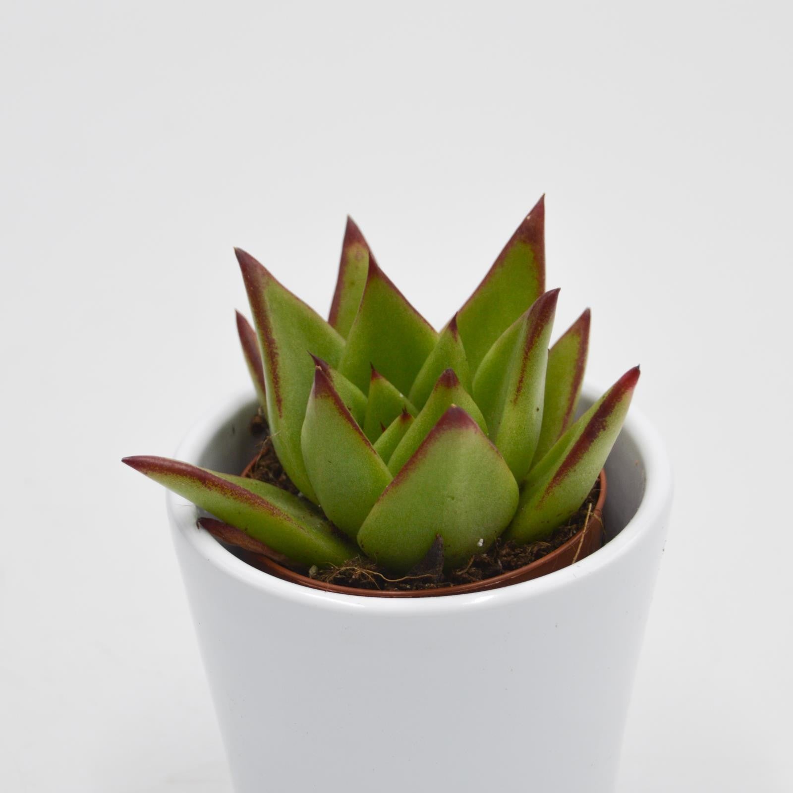 pasiora-echeveria-agavoides-lipstick-sukkulente-6cm-topf image 2