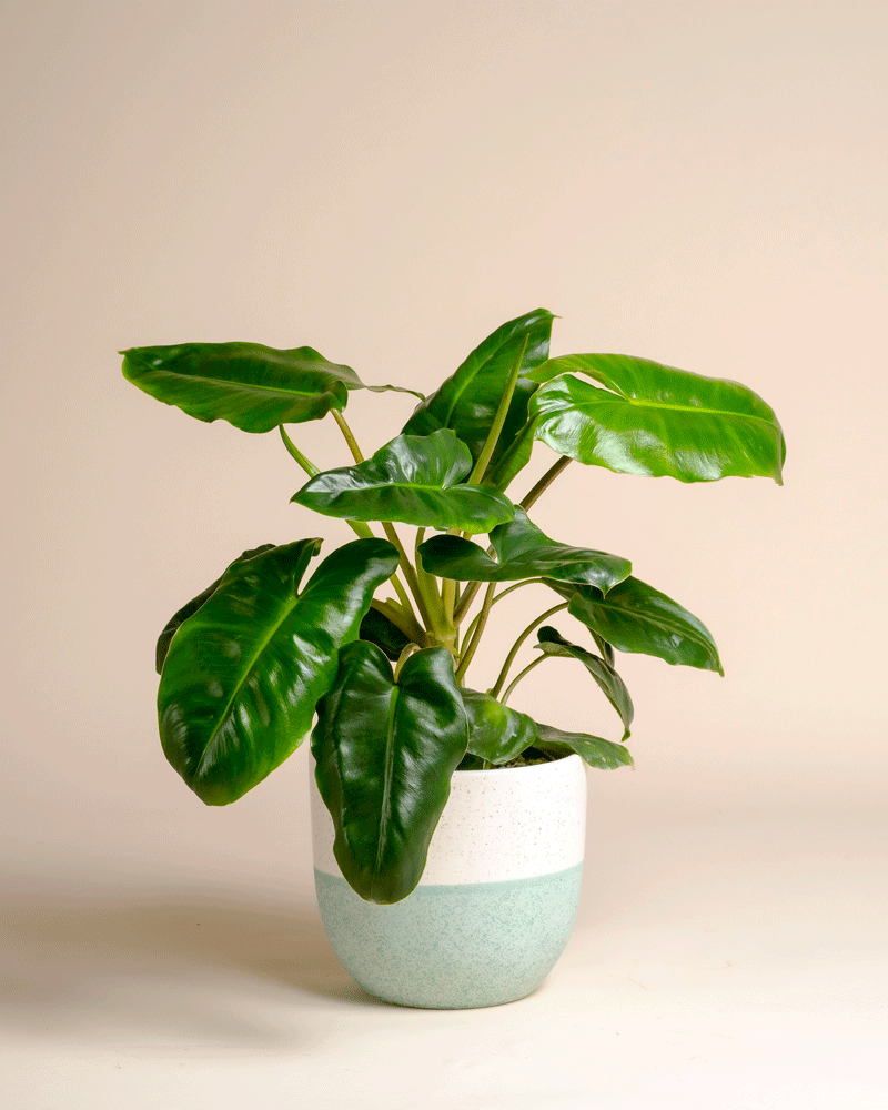 feey-philodendron-burle-marx-zimmerpflanze-dunkelgr-n image 4