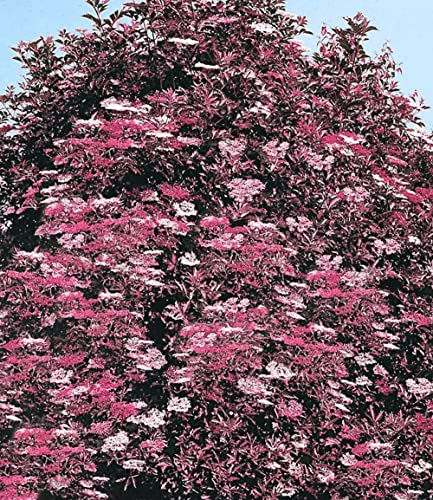 baldur-garten-holunder-thundercloud-sambucus-nigra-17-cm-topf image 6