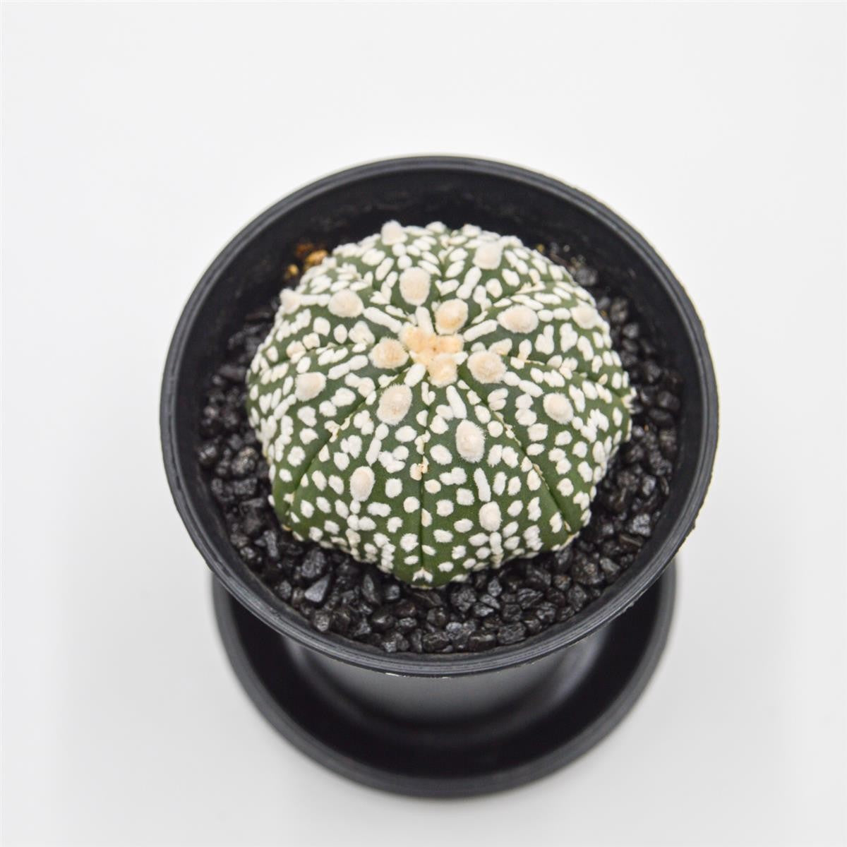 pasiora-astrophytum-asterias-bischofsm-tze-kaktus-im-8cm-topf image 4