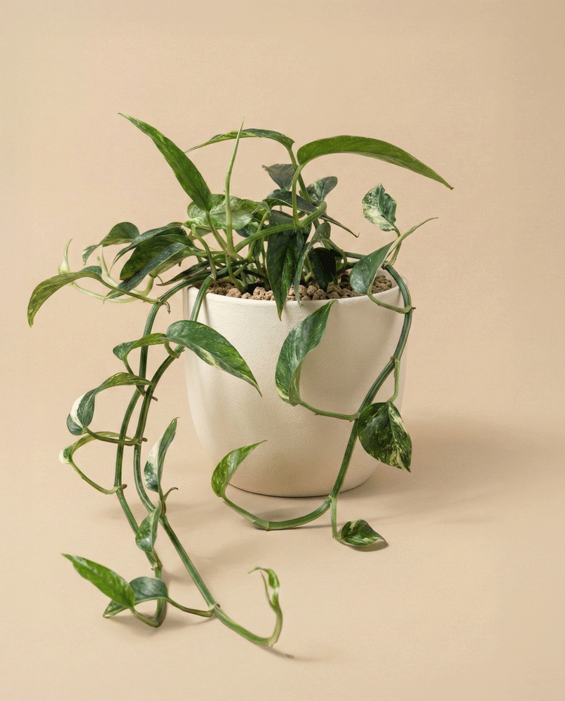 feey-epipremnum-pinnatum-variegata-panaschierte-h-ngepflanze image 5