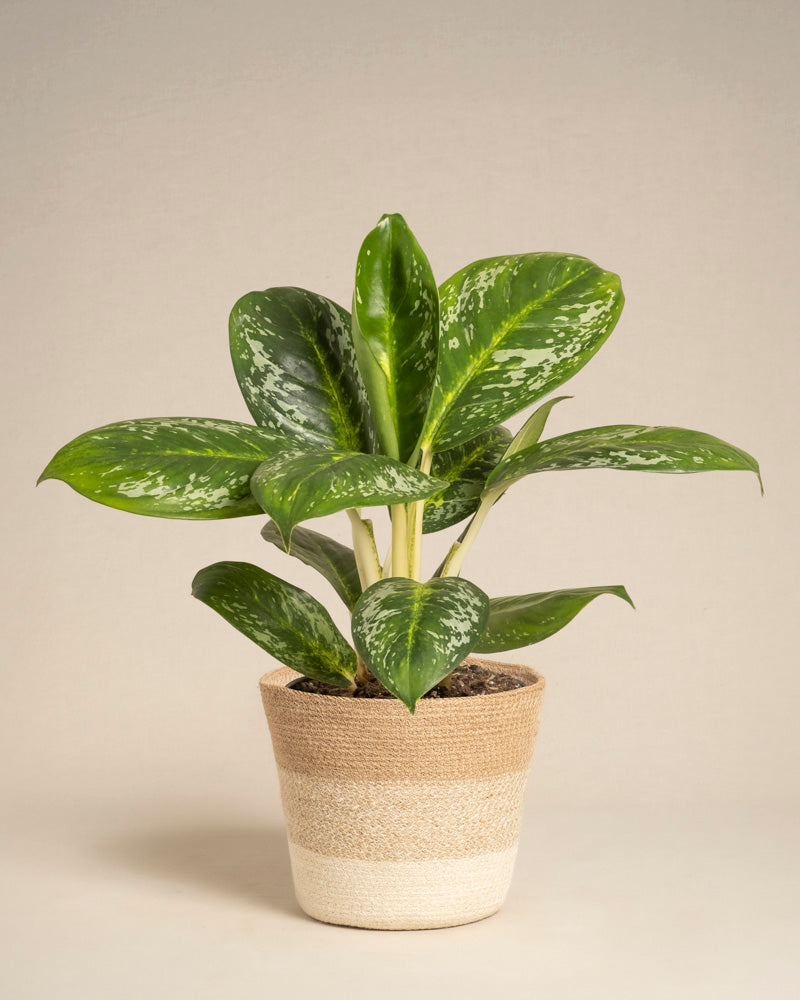 feey-aglaonema-onyx-green-zimmerpflanze-klein-mittel image 6