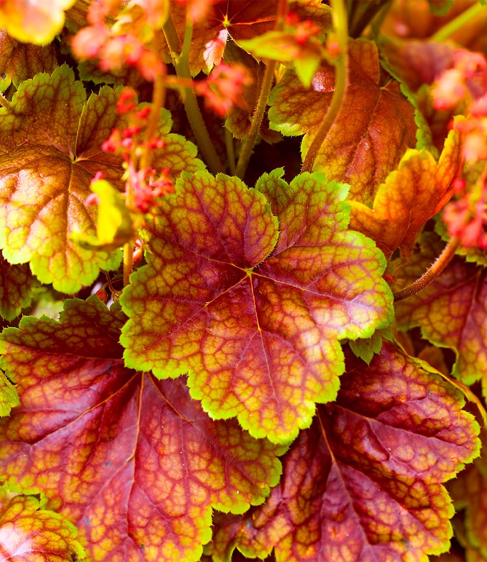 baldur-garten-heuchera-eternal-flame-im-9x9-cm-topf image 2