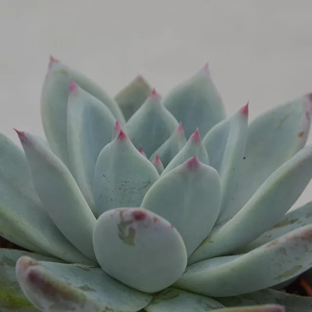 pasiora-echeveria-colorata-f-tapalpa-10-5cm-rosette-gr-n-mint-pink image 1