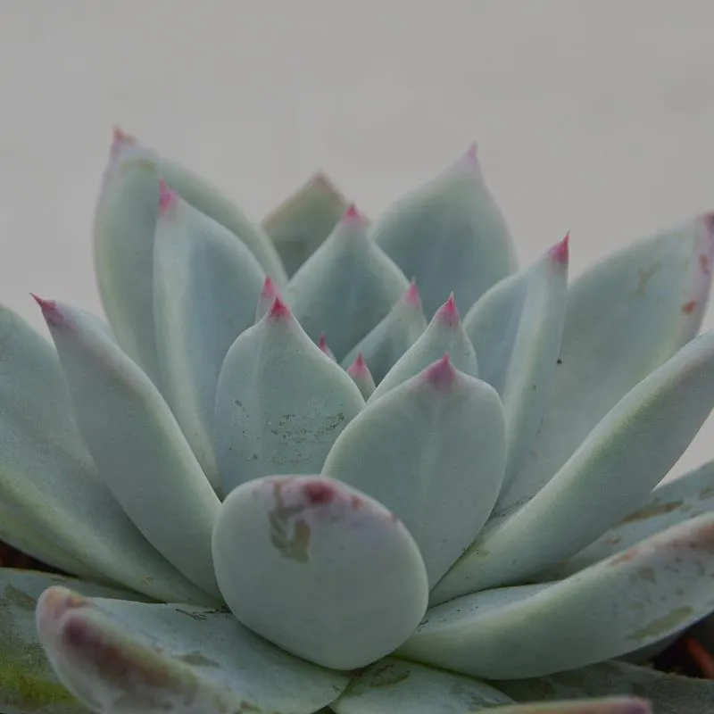 pasiora-echeveria-colorata-f-tapalpa-10-5cm-rosette-gr-n-mint-pink image 1