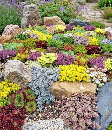 baldur-garten-6er-staudenbeet-trockenheits-k-nstler-im-9x9-cm-topf image 5
