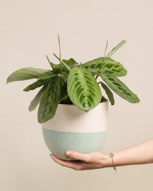 feey-maranta-lemon-lime-zimmerpflanze-klein-mittel image 1