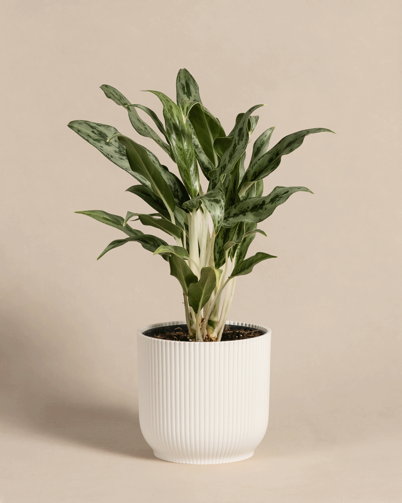 feey-aglaonema-greyhound-zimmerpflanze-kolbenfaden image 8