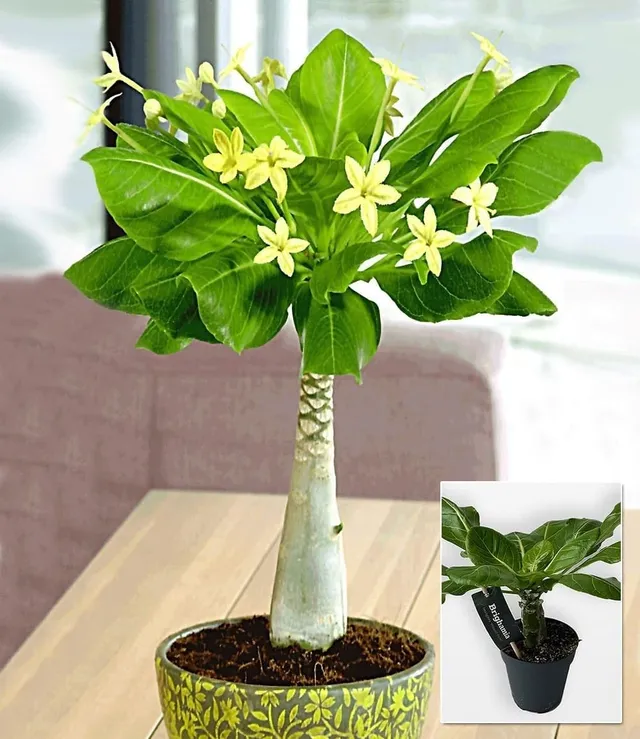 baldur-garten-hawaii-palme-brighamia-insignis-zimmer-balkonpflanze-im-12-cm-topf image 1