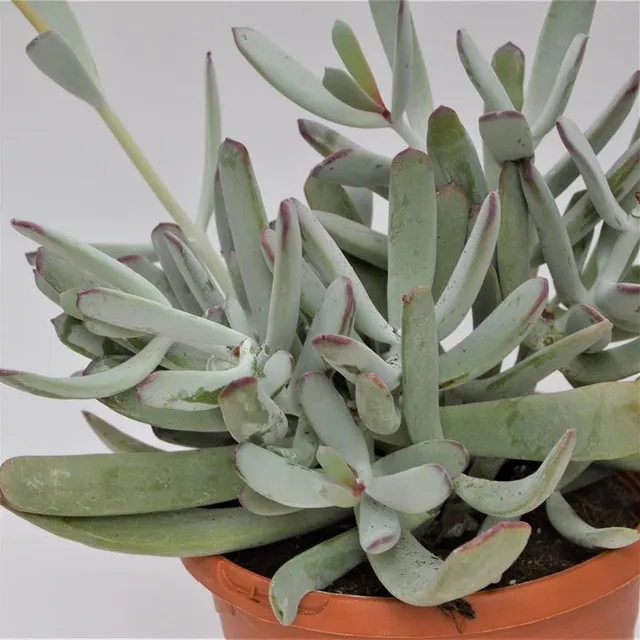 pasiora-cotyledon-orbiculata-var-oblonga-sukkulente-17cm image 1
