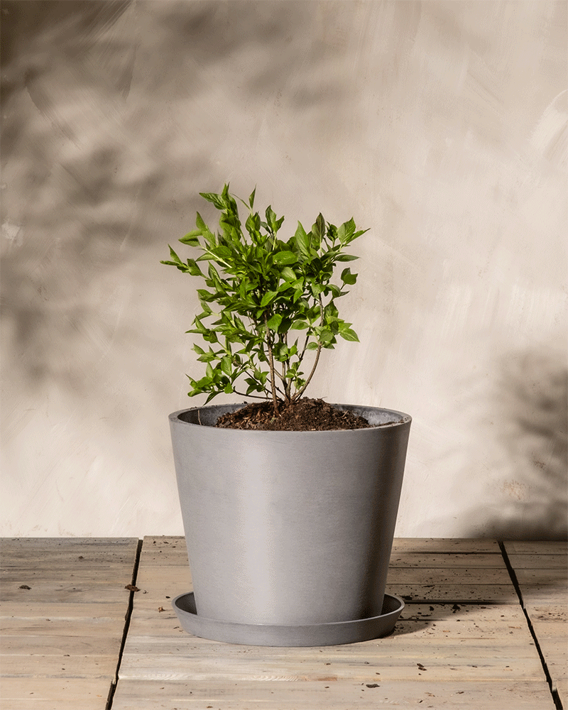 feey-flieder-miss-kim-syringa-patula-1-2-m-f-r-k-bel-und-garten image 6