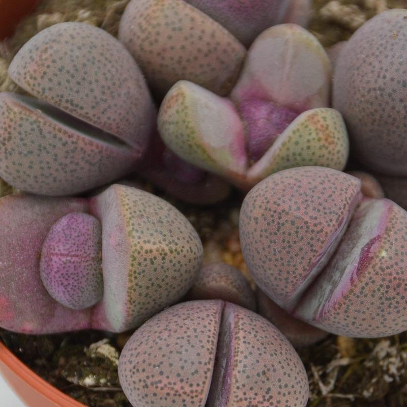 pasiora-pleiospilos-nelii-v-rubra-lebender-stein-8-5cm image 5