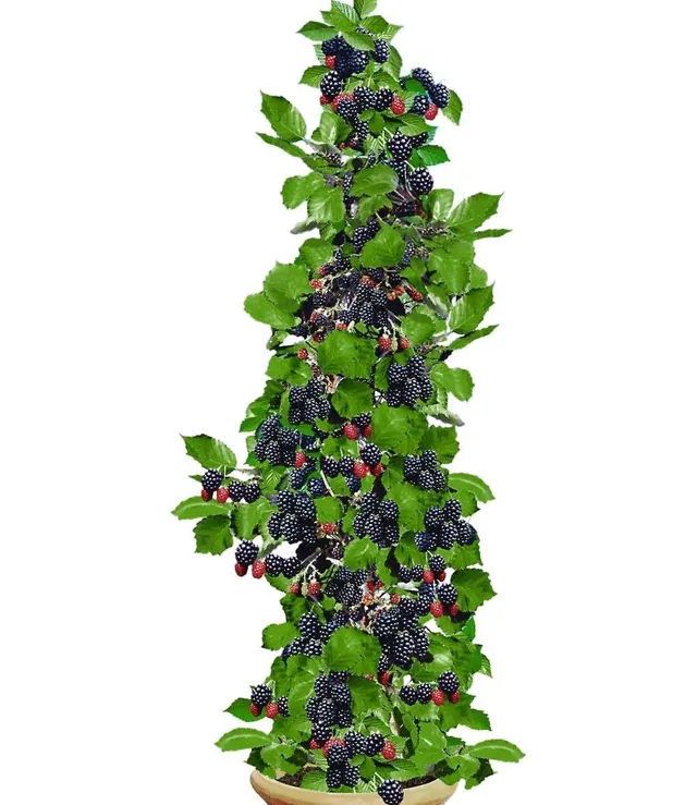 baldur-garten-s-ulen-brombeere-navaho-big-early-dornenlose-pflanze-im-2-liter-to image 1