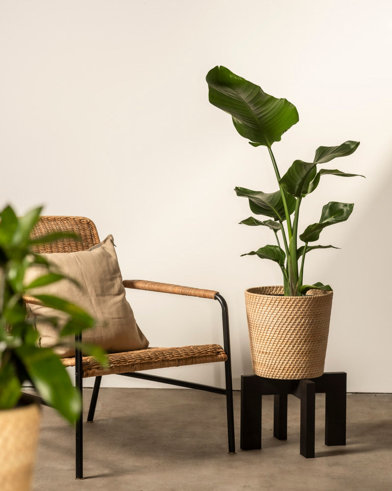 feey-strelitzie-xl-zimmerpflanze-gro-strelitzia-nicolai image 4