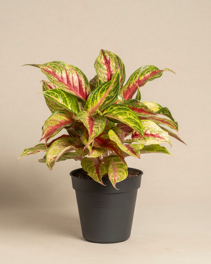 feey-aglaonema-siam-violet-zimmerpflanze image 3