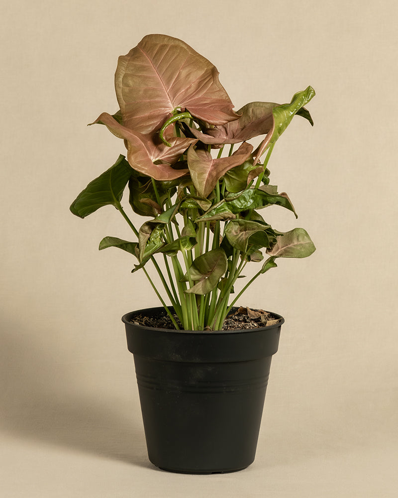 feey-purpurtute-red-heart-syngonium-farbige-h-ngepflanze image 3