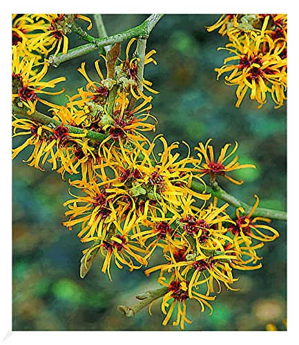 baldur-garten-zaubernuss-hamamelis-mollis-pallida-3-liter image 3