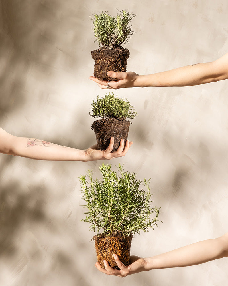 feey-duftendes-kr-uter-trio-thymian-lavendel-rosmarin-im-topf image 1