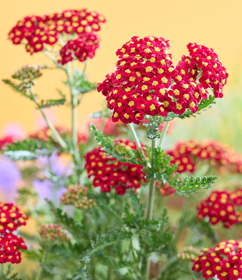 baldur-garten-achillea-short-red-2-pflanzen-im-9x9cm-topf image 2
