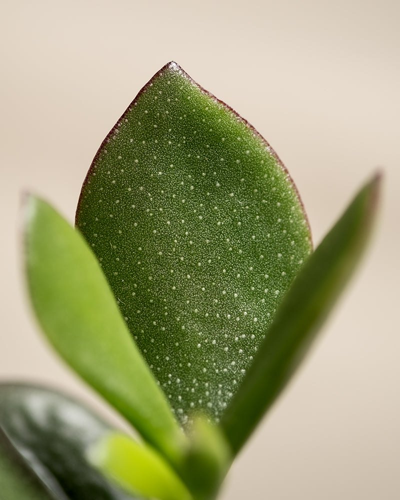 feey-geldbaum-duo-2x-crassula-ovata image 2