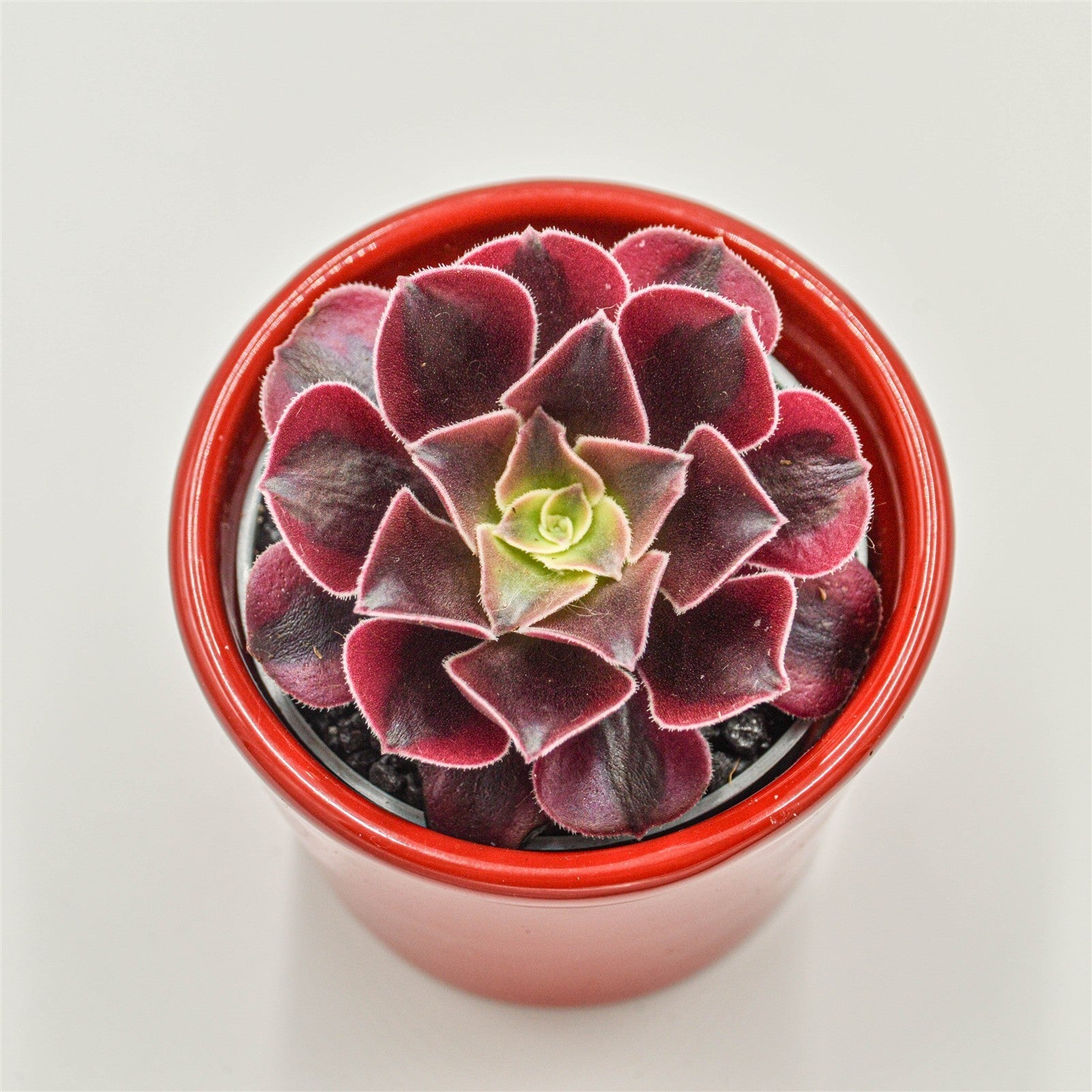pasiora-aeonium-wheels-of-fascination-rosetten-sukkulente-6cm-topf image 2
