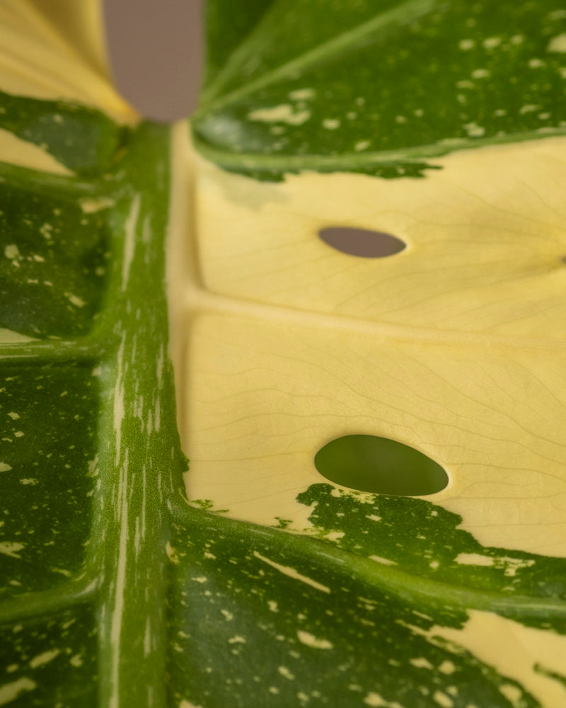 feey-monstera-deliciosa-thai-constellation-rarit-t-zimmerpflanze-im-14er-topf image 6
